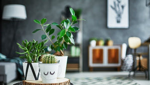 Freshen Up Your Home with House Plants